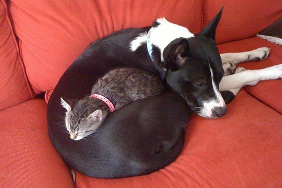 13-cats_and_dogs.jpg