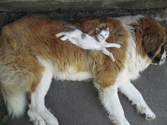 19-cats_and_dogs.jpg