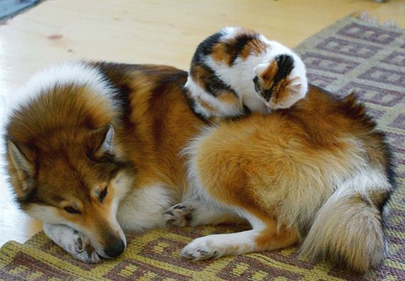 23-cats_and_dogs.jpg