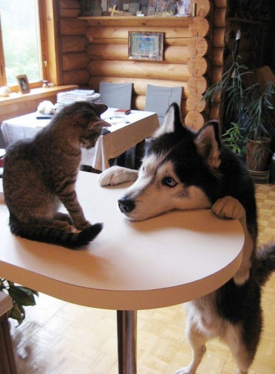 25-cats_and_dogs.jpg