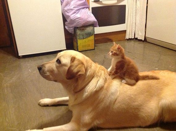32-cats_and_dogs.jpg