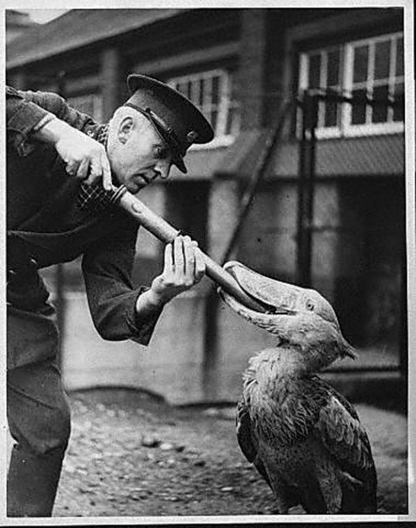 London Zoo, 1930s (4).jpg