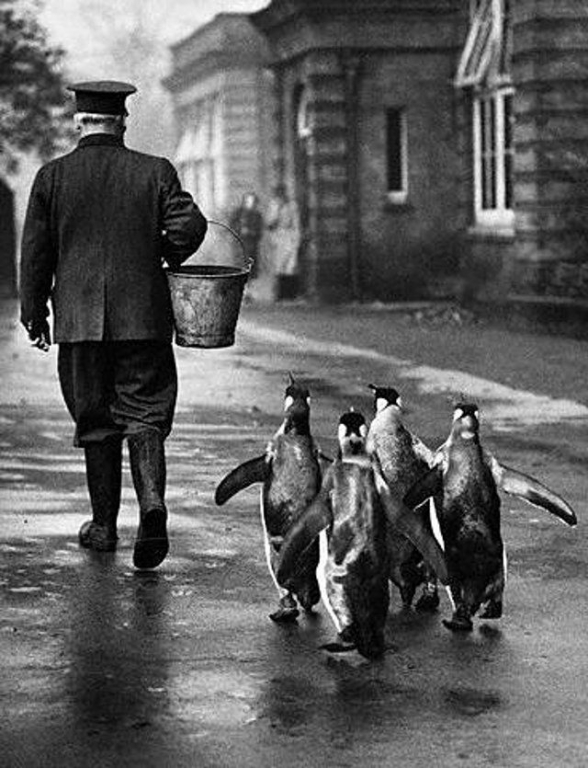London Zoo, 1930s (5).jpg