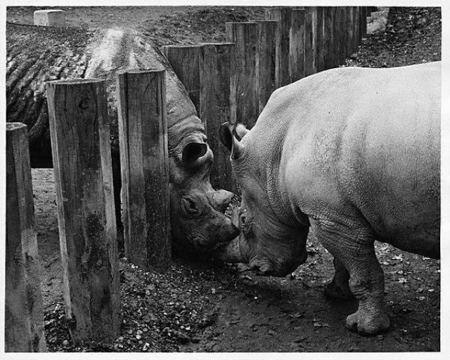 London Zoo, 1930s (13).jpg