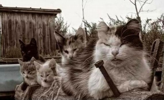 11-evil_cats.jpg