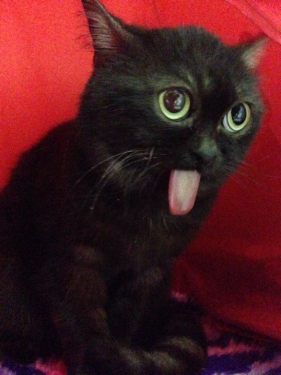 meet-mr-magoo-the-cat-that-always-has-his-tongue-out-20-photos-13.jpg