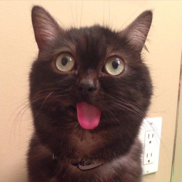 meet-mr-magoo-the-cat-that-always-has-his-tongue-out-20-photos-14.jpg