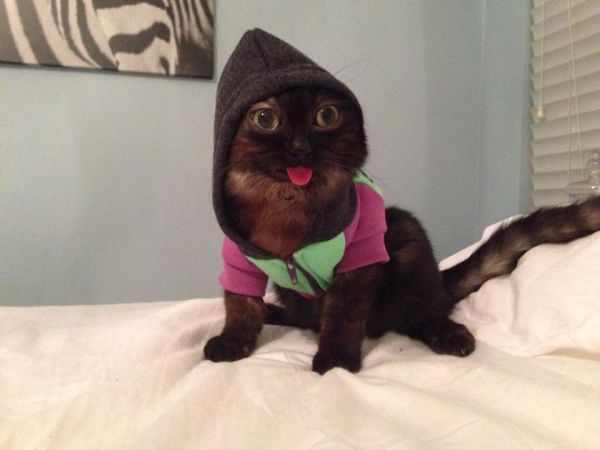 meet-mr-magoo-the-cat-that-always-has-his-tongue-out-20-photos-7.jpg