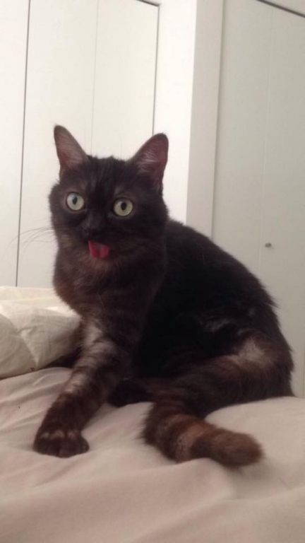 meet-mr-magoo-the-cat-that-always-has-his-tongue-out-20-photos-9.jpg