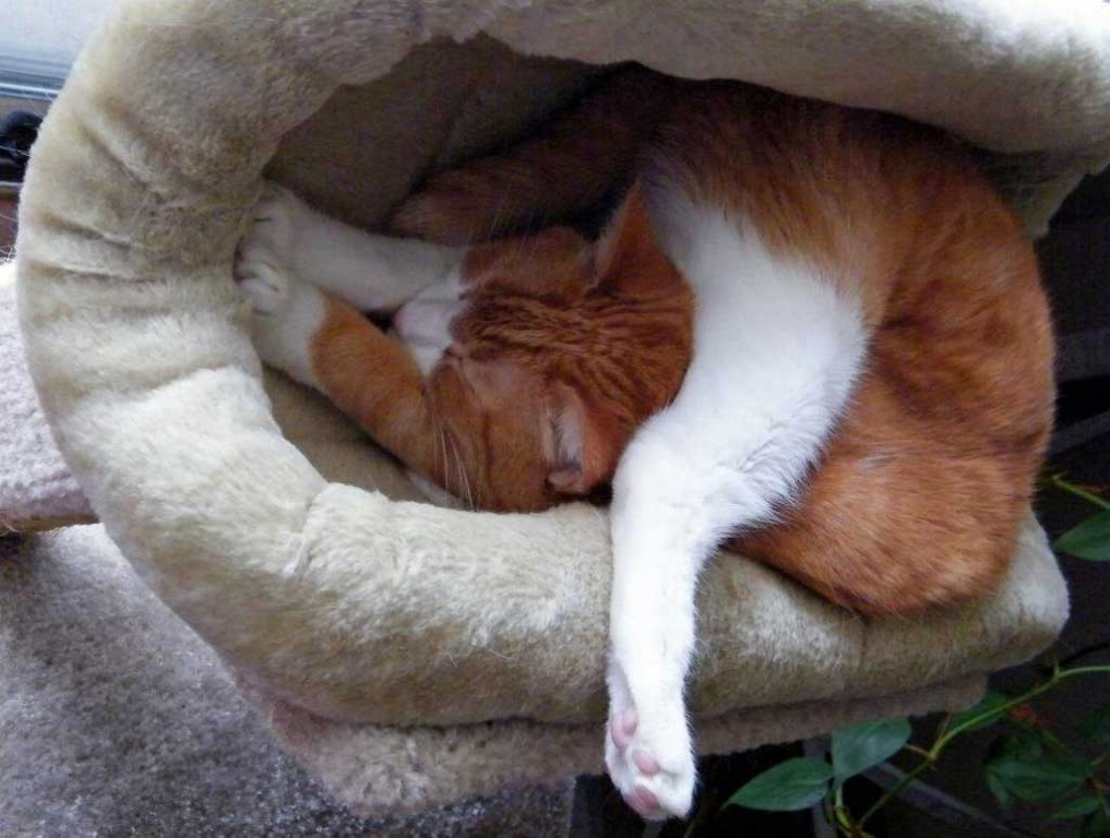 Comfortable+cat[1].jpg