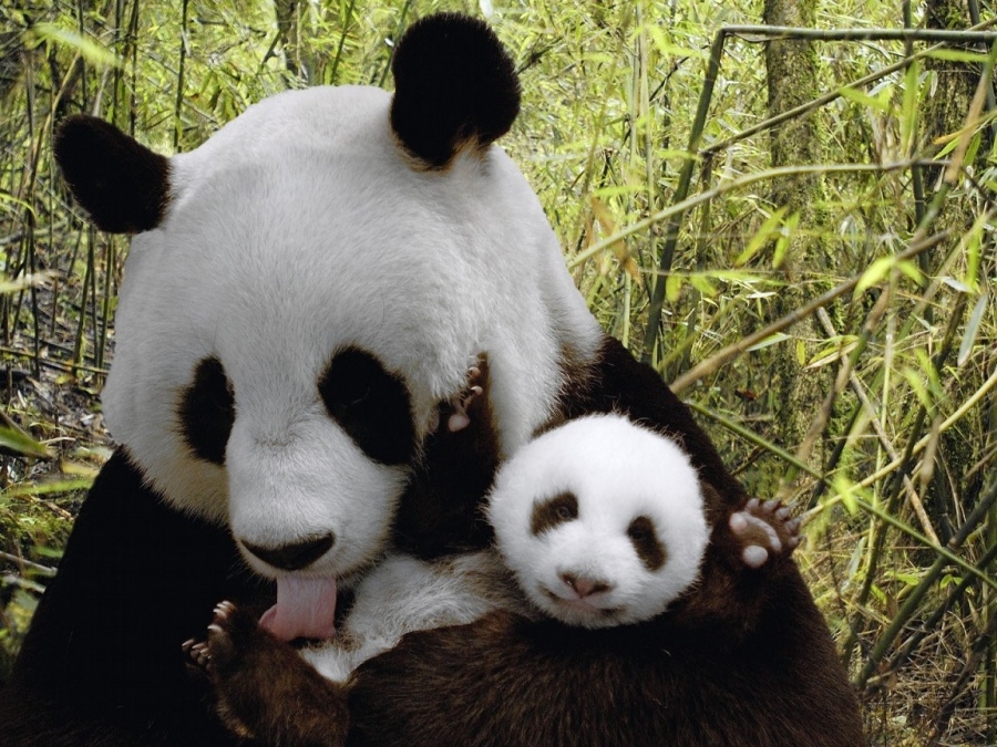 5155310-900-1450092777-nature-animals-desktop-panda-bears-864x1152.jpg