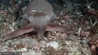 gif-cuttlefish1.gif