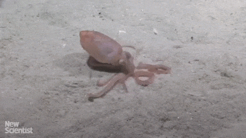gif-octopus-burrowing.gif