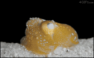 gif-squid-or-octopus-burial.gif