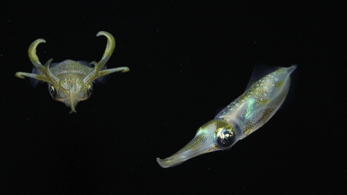 gif-squid-swimming.gif