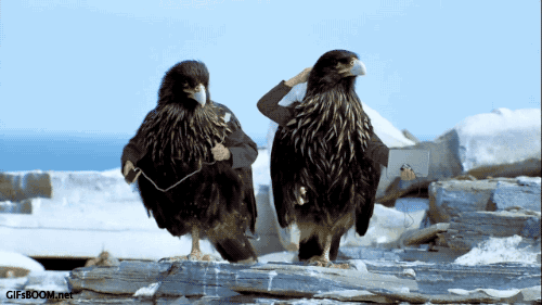 you-dont-need-a-reason-to-enjoy-birds-with-arms-15-gifs-10.gif