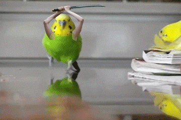 you-dont-need-a-reason-to-enjoy-birds-with-arms-15-gifs-12.gif