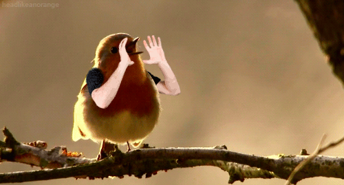 you-dont-need-a-reason-to-enjoy-birds-with-arms-15-gifs-14.gif