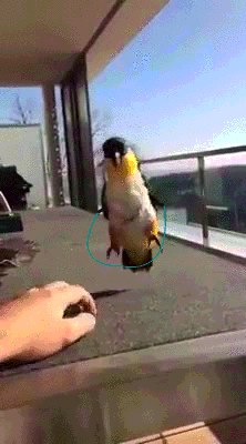 you-dont-need-a-reason-to-enjoy-birds-with-arms-15-gifs-16.gif
