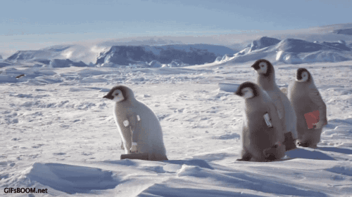 you-dont-need-a-reason-to-enjoy-birds-with-arms-15-gifs-5.gif