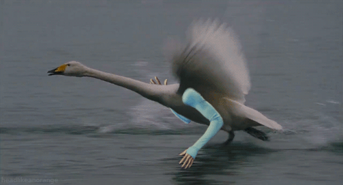 you-dont-need-a-reason-to-enjoy-birds-with-arms-15-gifs-7.gif