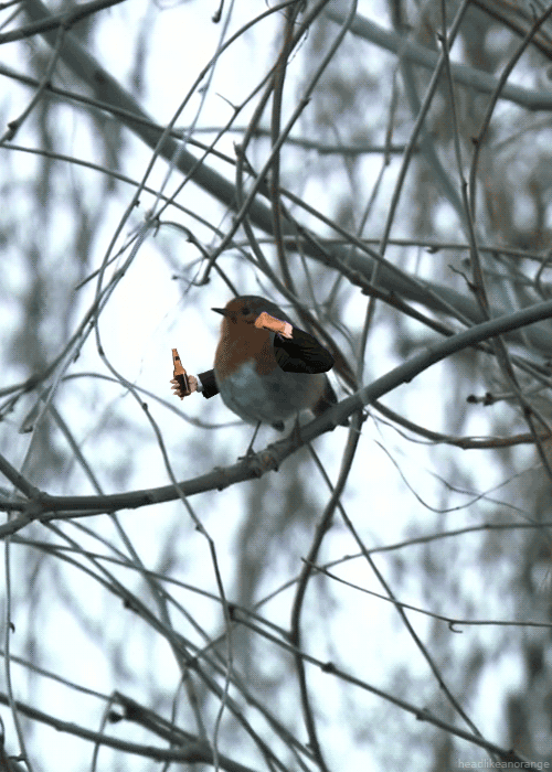 you-dont-need-a-reason-to-enjoy-birds-with-arms-15-gifs-8.gif
