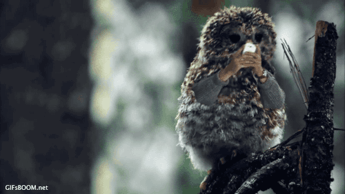 you-dont-need-a-reason-to-enjoy-birds-with-arms-15-gifs-9.gif