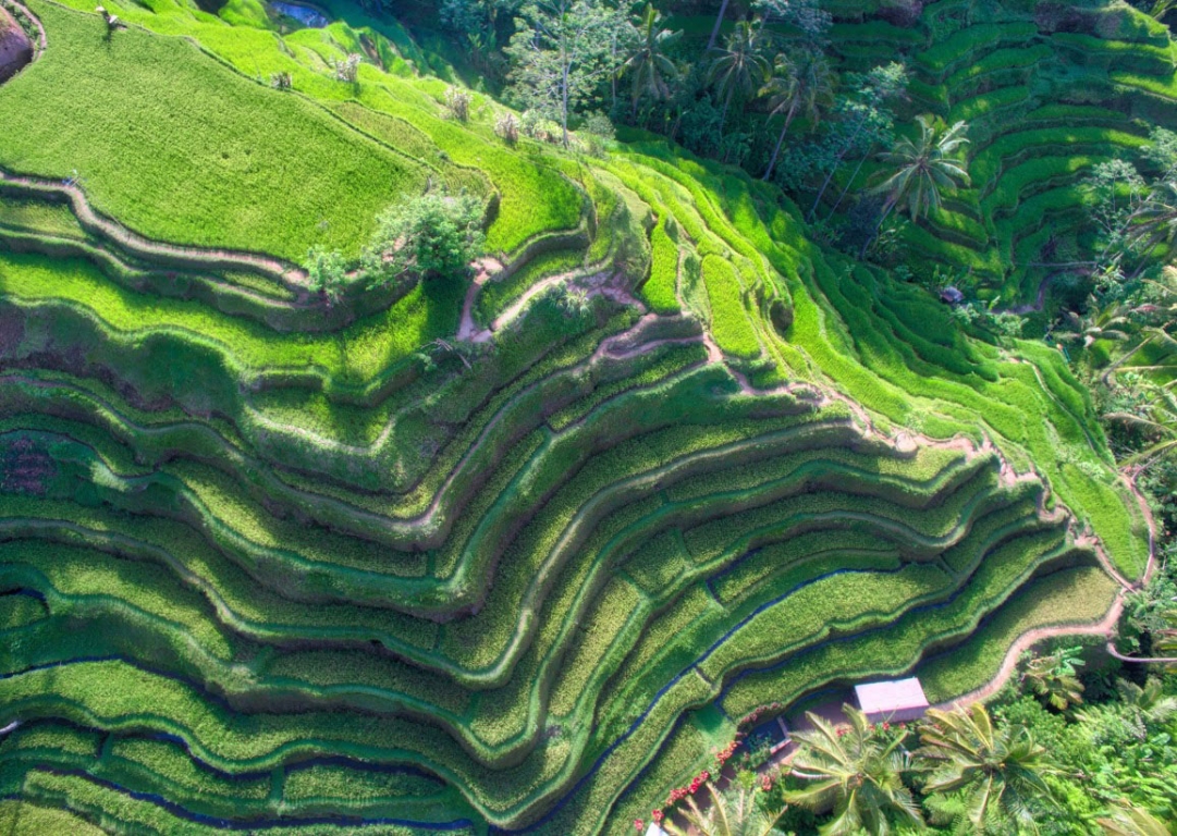 bali-rice-fields-from-above-trey-ratcliff[1].jpg