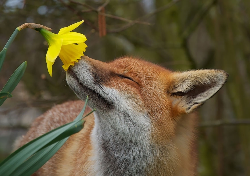 animals-smelling-flowers-110.jpg