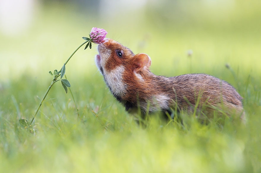 animals-smelling-flowers-191__880.jpg