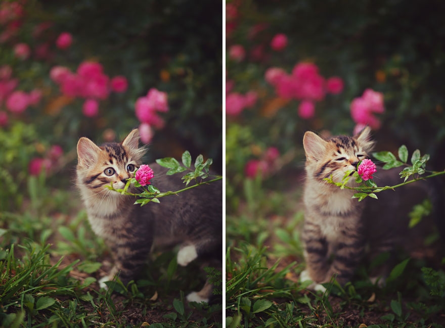 animals-smelling-flowers-28__880.jpg