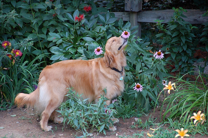 animals-smelling-flowers-371__880.jpg
