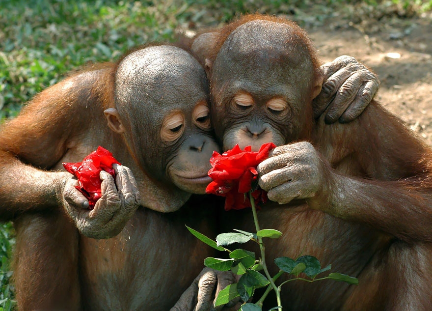 animals-smelling-flowers-37__880.jpg
