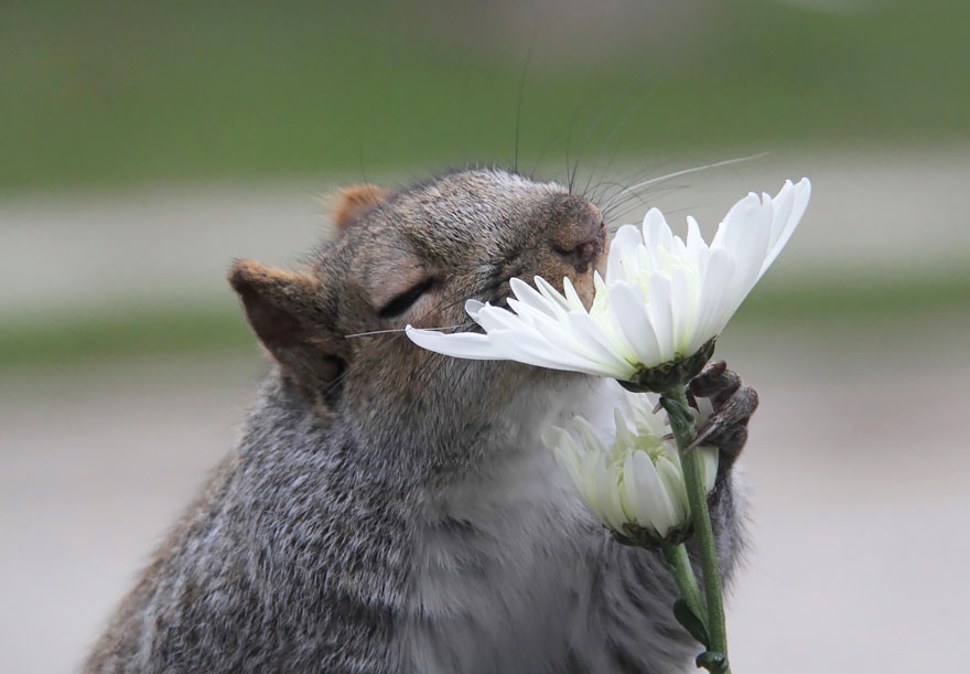 animals-smelling-flowers-42__880.jpg
