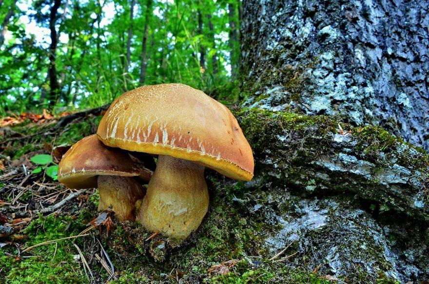 ive-been-picking-mushrooms-for-my-whole-life-but-only-now-started-to-photograph-them-11__880.jpg