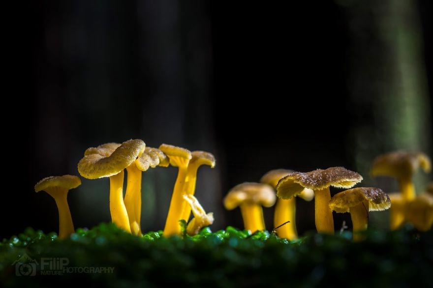 ive-been-picking-mushrooms-for-my-whole-life-but-only-now-started-to-photograph-them-15__880.jpg