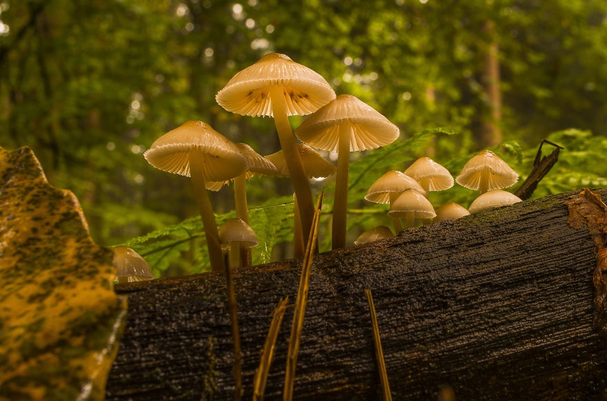 ive-been-picking-mushrooms-for-my-whole-life-but-only-now-started-to-photograph-them-4__880.jpg