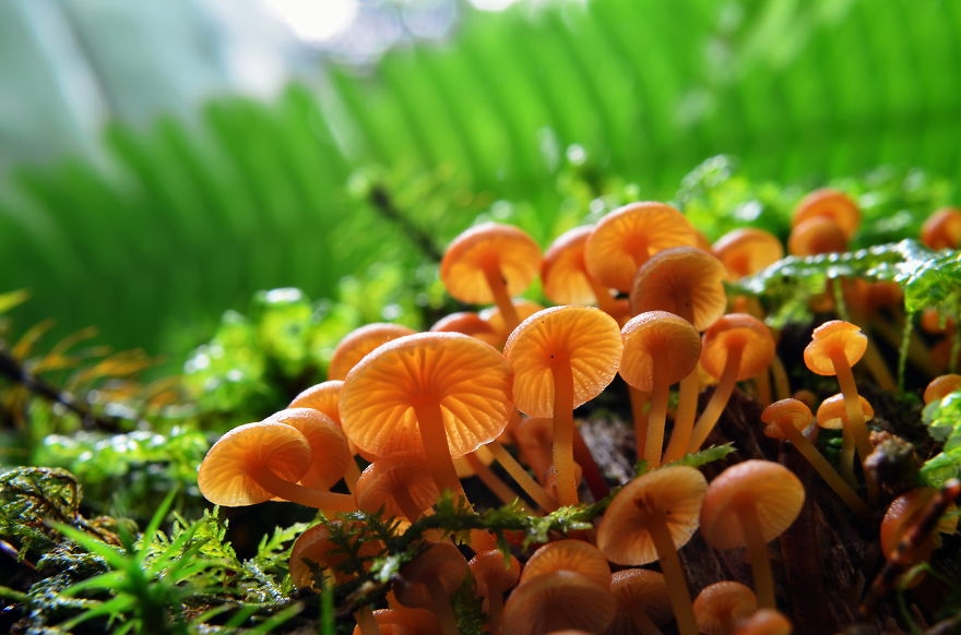 ive-been-picking-mushrooms-for-my-whole-life-but-only-now-started-to-photograph-them-8__880.jpg