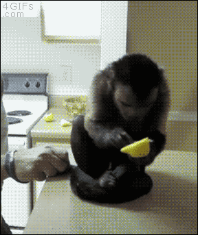 monkey-reacts-to-tasting-lemon[1].gif