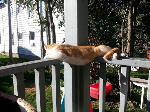 cats-have-mastered-the-art-of-falling-asleep-anywhere-24-photos-13.jpg