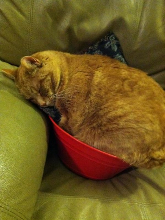 cats-have-mastered-the-art-of-falling-asleep-anywhere-24-photos-14.jpg