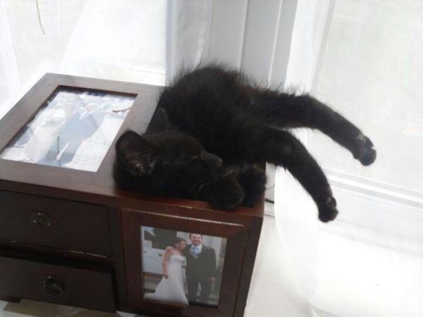 cats-have-mastered-the-art-of-falling-asleep-anywhere-24-photos-15.jpg