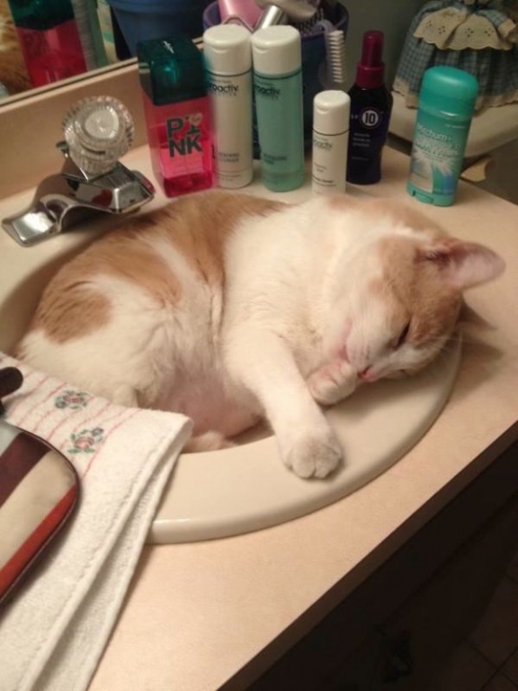 cats-have-mastered-the-art-of-falling-asleep-anywhere-24-photos-18.jpg