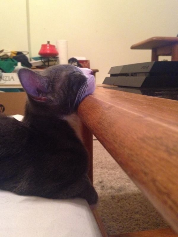 cats-have-mastered-the-art-of-falling-asleep-anywhere-24-photos-20.jpg