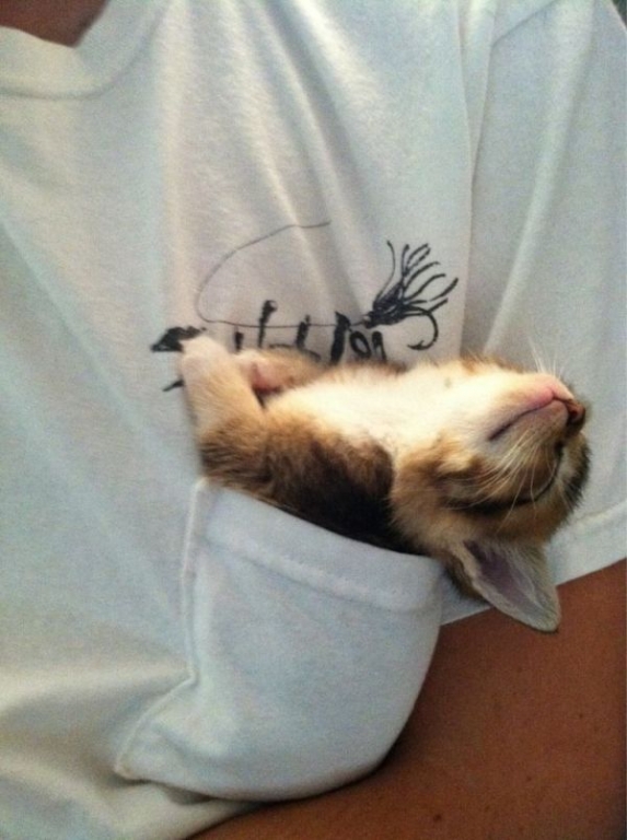 cats-have-mastered-the-art-of-falling-asleep-anywhere-24-photos-23.jpg
