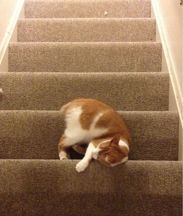 cats-have-mastered-the-art-of-falling-asleep-anywhere-24-photos-8.jpg
