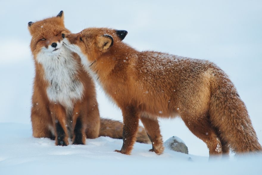 cute-animals-kissing-valentines-day-11__880.jpg
