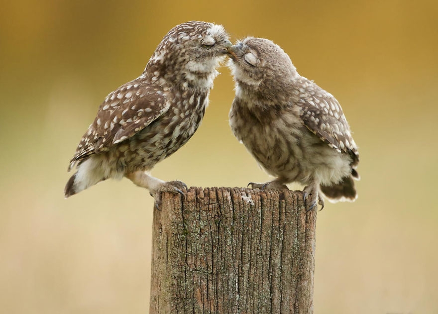 cute-animals-kissing-valentines-day-12__880.jpg