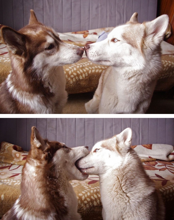 cute-animals-kissing-valentines-day-29__880.jpg