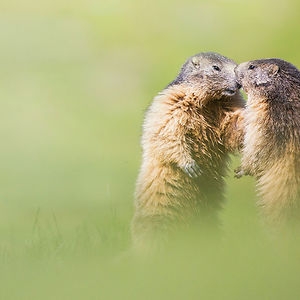 cute-animals-kissing-valentines-day-561__300.jpg